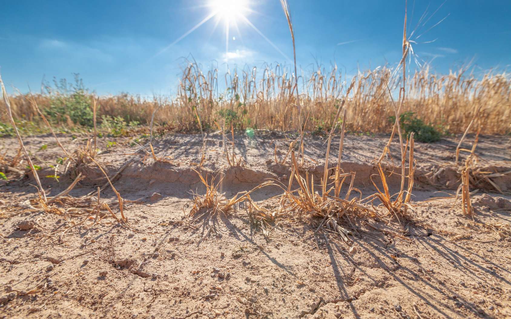 calamités agricoles – reconnaissance complémentaire pour la sécheresse 2022