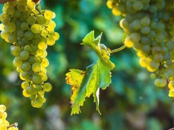 Pertes de récoltes viticoles