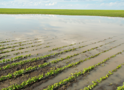 Perte de fonds sur plantations de vignes de la campagne 2024/2025