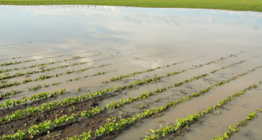 Perte de fonds sur plantations de vignes de la campagne 2024/2025