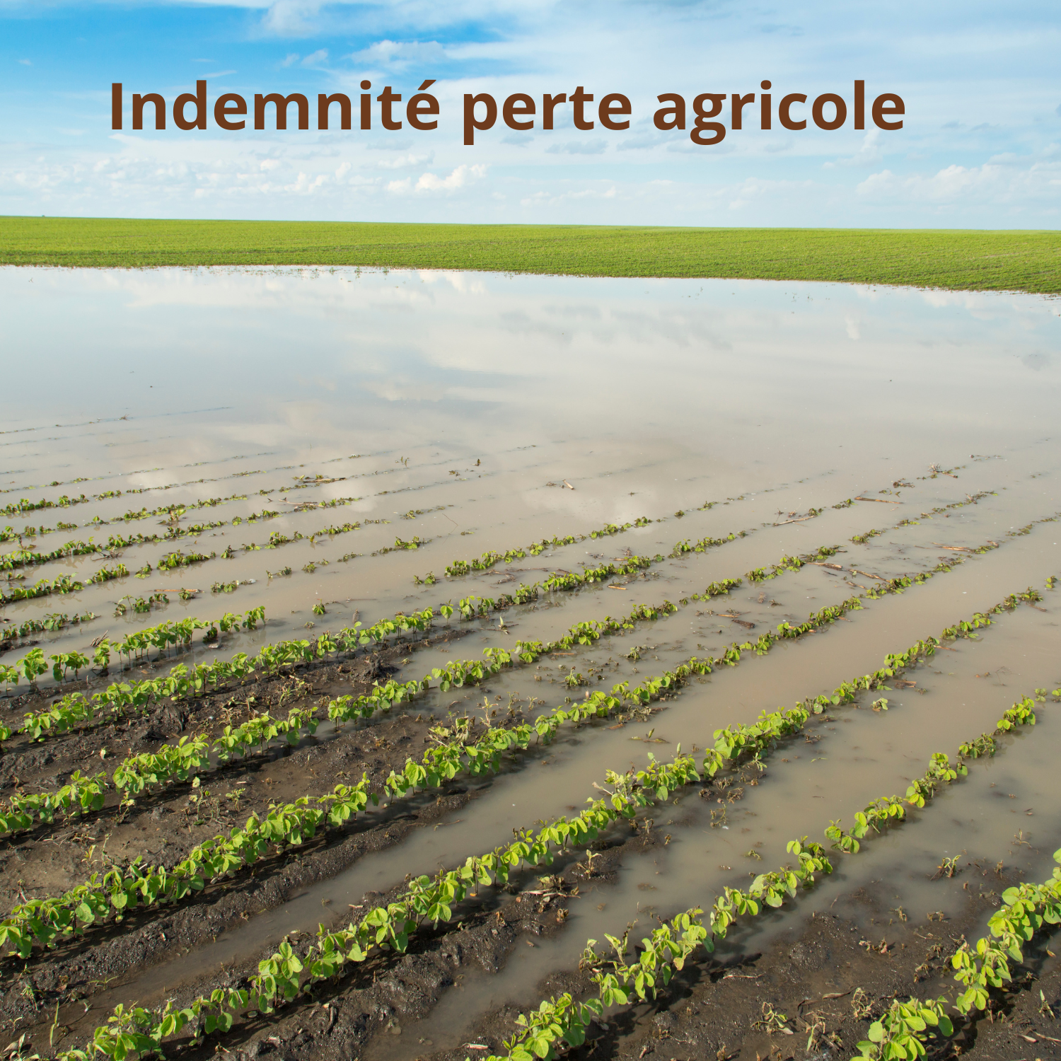 Perte de fonds sur plantations de vignes de la campagne 2024/2025